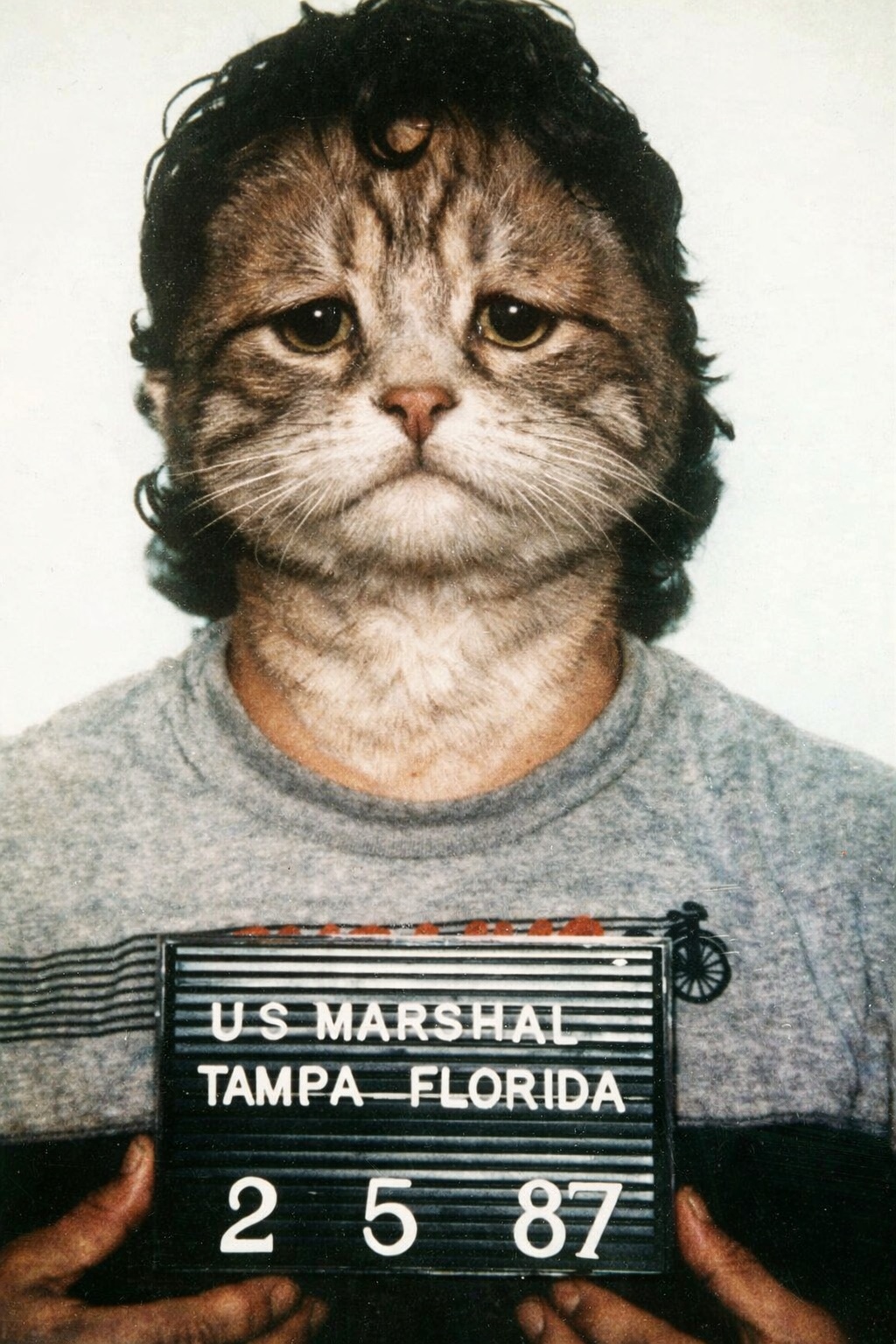 Котарлос Мяуледер