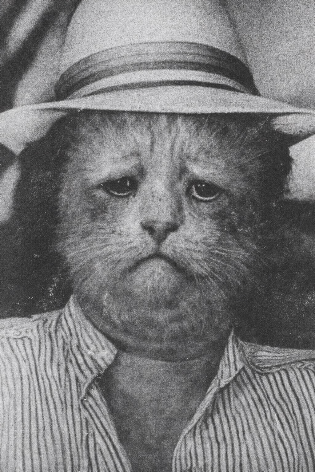 Гонсало Мяуригес Котача